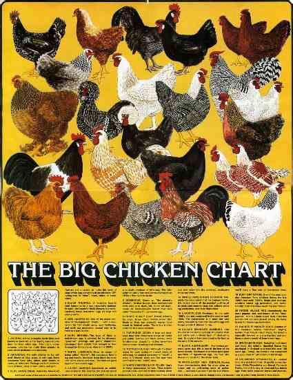 The Big List of Chicken.